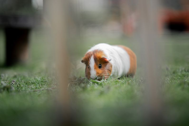 Hamster Breeds - a brown and white guinea pig sitting on top of a lush green field