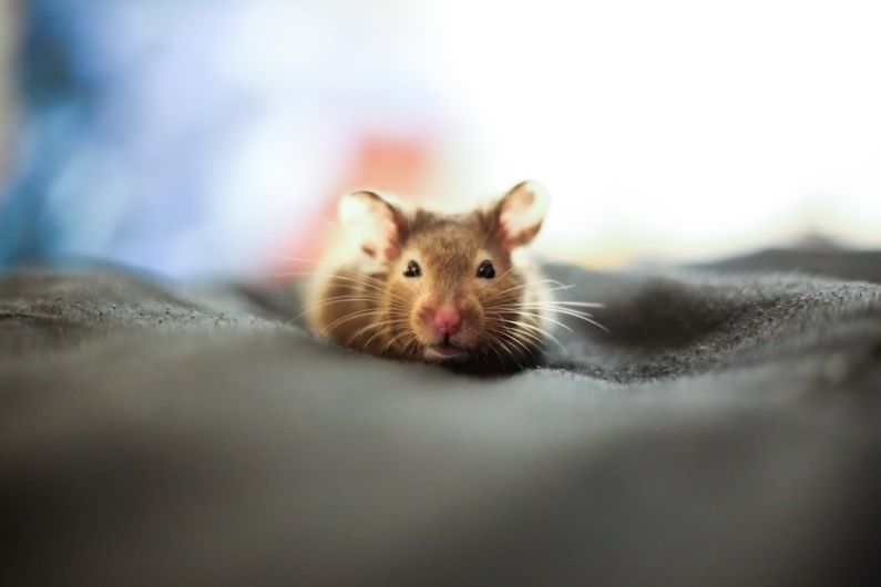 Hamster Hamsters - brown and white mouse on black textile