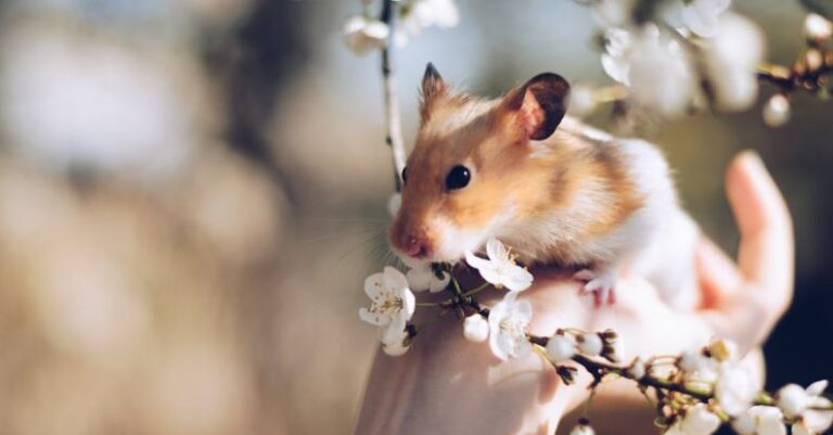 Hamster Breeds - Close Up Photo of Hamster on Hand