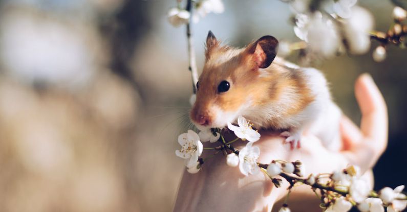 Hamster Breeds - Close Up Photo of Hamster on Hand