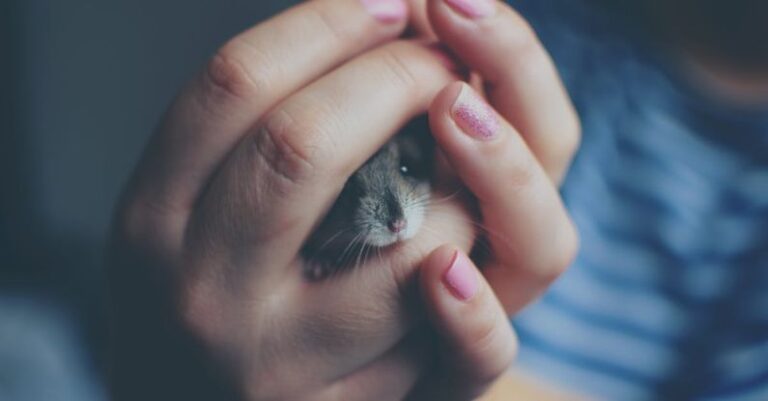 Hamster Lifespans - Close Up of Woman Holding a Hamster