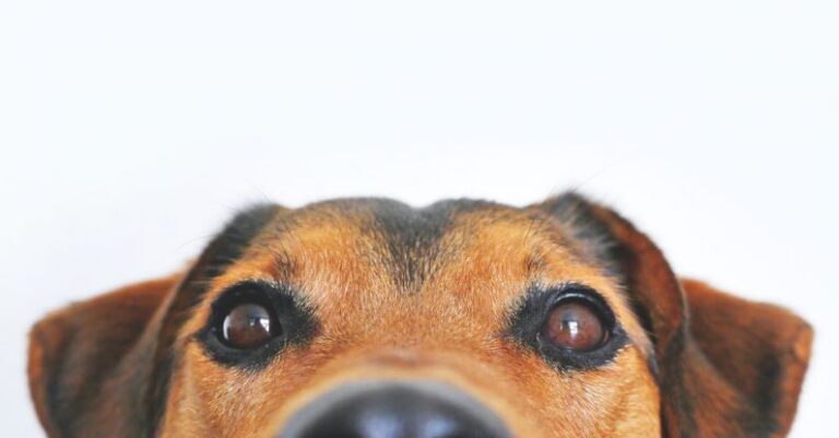 Hamster Breed - Closeup Photo of Brown and Black Dog Face