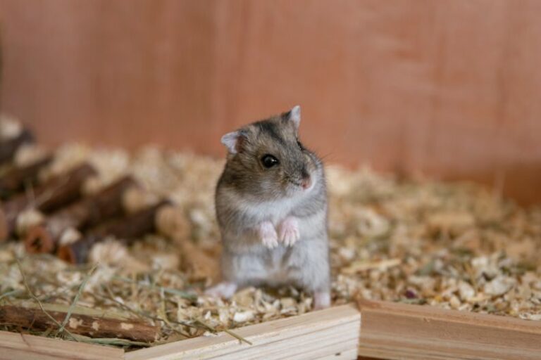 Hamster Cage - selective focus photography of gray rodent inside cage