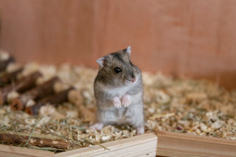 Hamster Cage - selective focus photography of gray rodent inside cage