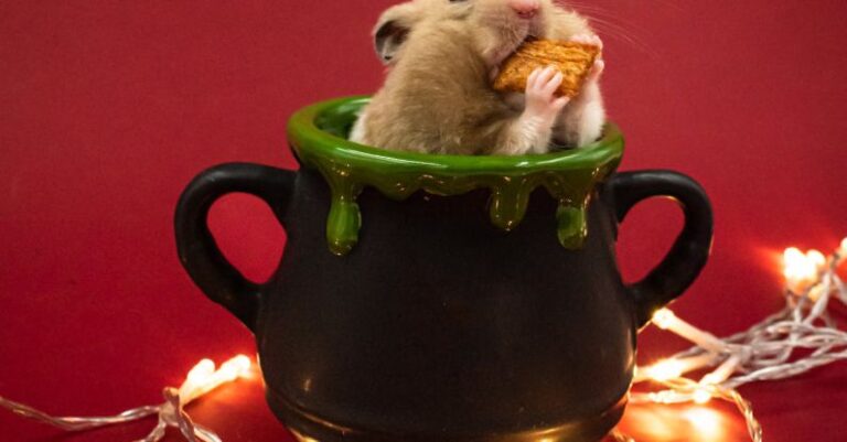 Hamster Benefits - Cute Hamster Feeding in a Mug