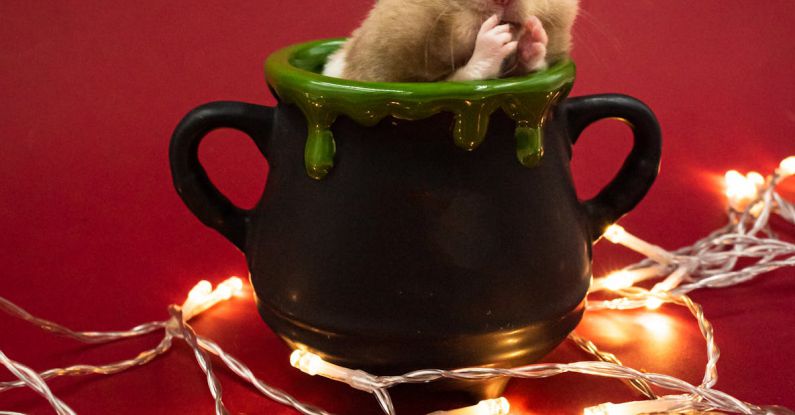 Hamster Mistakes - Portrait of a Cute Hamster Sitting in a Mug Surrounded by Glowing String Lights