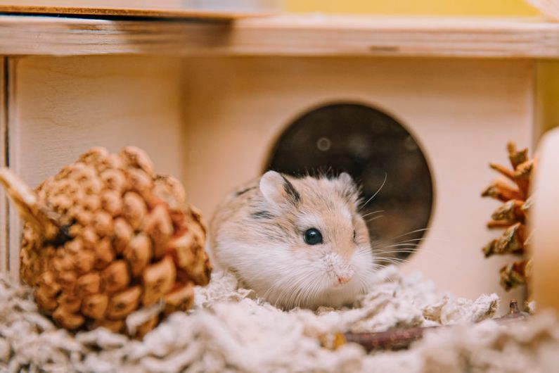 Hamster Ventilation - a hamster in a house with a pine cone