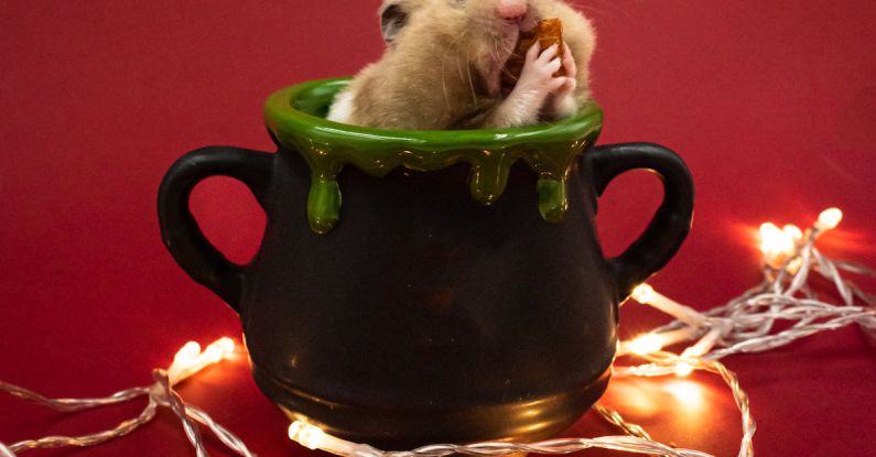 Hamster Behaviors - Portrait of a Hamster Sitting in a Mug