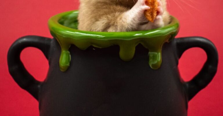 Hamster Behaviors - Hamster in Vase