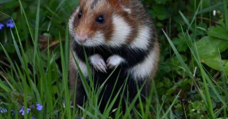 Hamster Ways - Hamster among Leaves