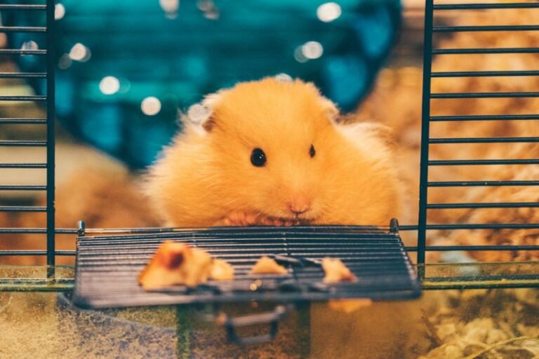 Hamster Cage - yellow hamster on black metal cage