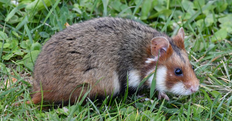 Hamster Behaviors - Hamster on Ground