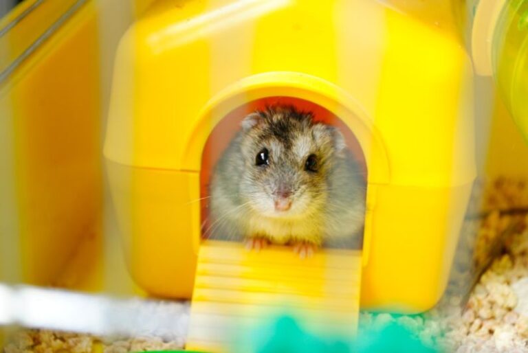 Hamster Locations - white and black hamster in yellow plastic container