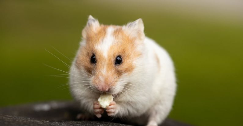 Hamster Behaviors - Close Up Photo of Cute Hamster