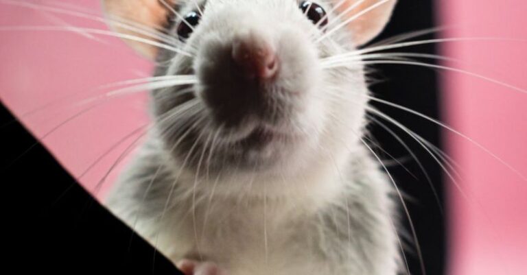 Hamster Vocalizations - A White Mice in Close-up Shot