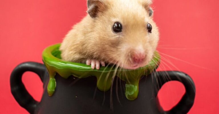 Hamster Practices - A Hamster in a Pot