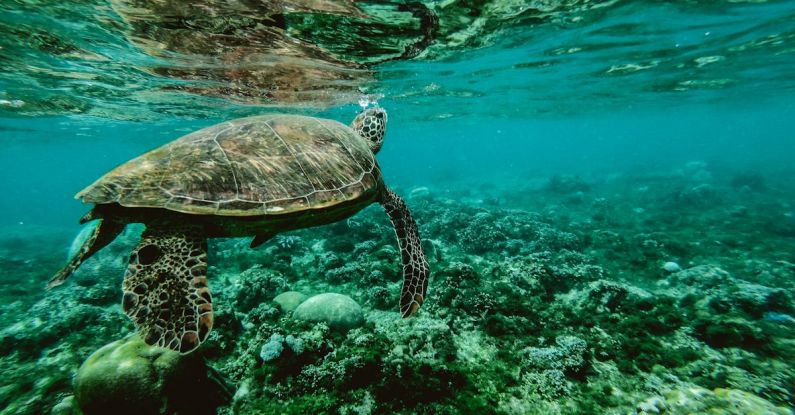 Hamster Habitat - Photo of a Turtle Swimming Underwater