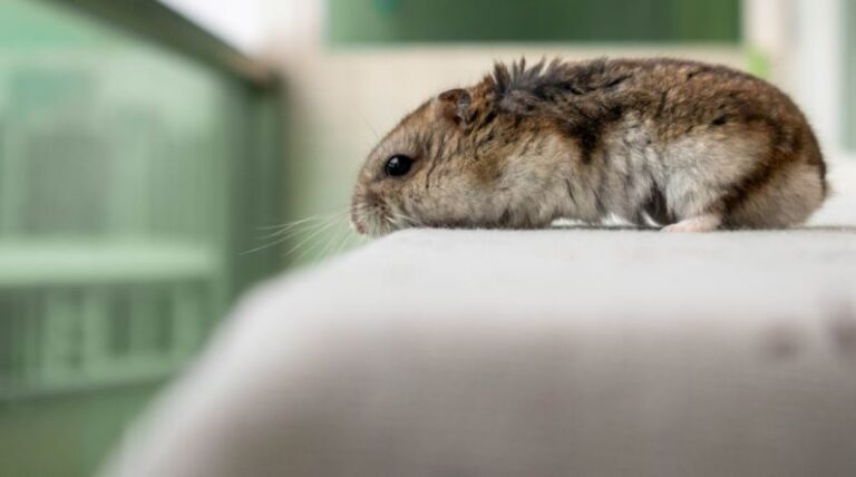 Hamster Escapes - a small rodent sitting on top of a table