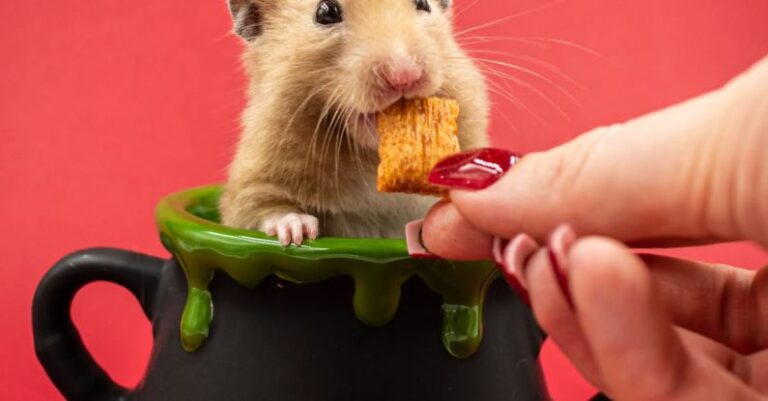 Hamster Odors - Hamster in a Mug Eating Cereal