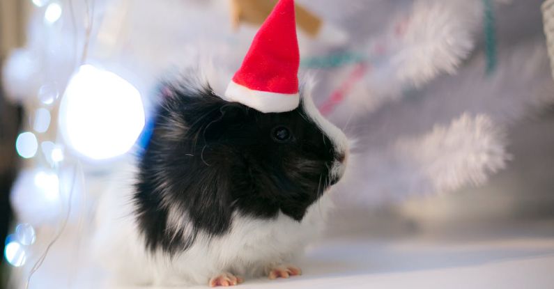 Hamster Benefits - A White and Black Guinea Pig with Santa Hat