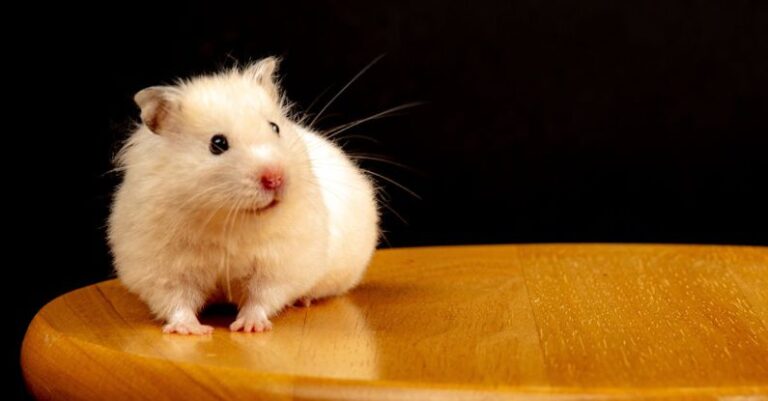 Hamster Hamster - A White Hamster on Brown Wooden Table