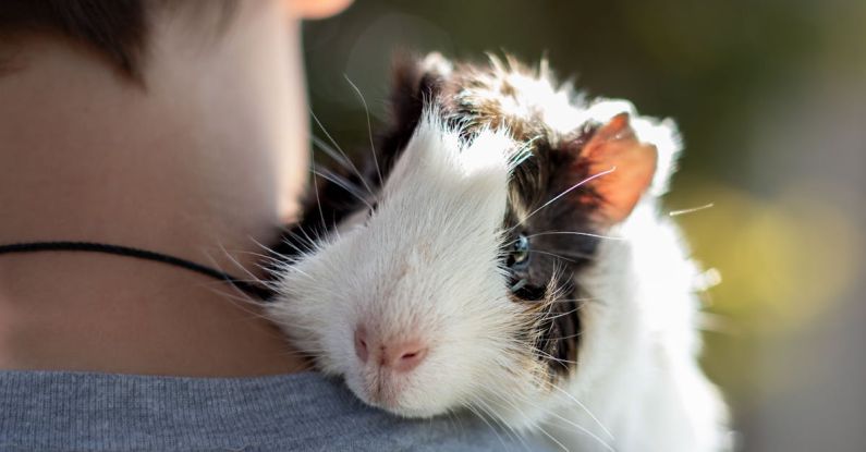 Hamster Benefits - Hamster on Man Neck