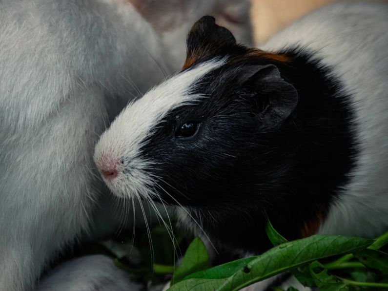 Hamster Nails - a black and white guinea pig and a brown and white guinea pig